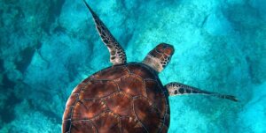 Caretta caretta - What i need to know about Zante