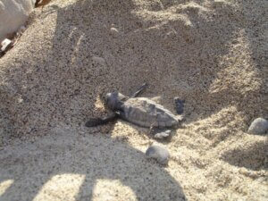 zante beaches caretta caretta baby